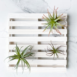 Wall Planter